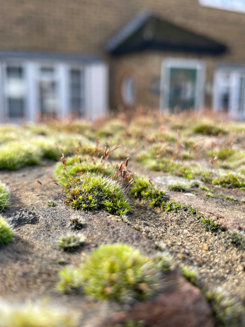 Close-up photograph of moss growing on the flat, weathered surface of a roof tile, revealing vibrant green patches with a soft, velvety texture and tiny, slender spores protruding from the moss. The tile's surface appears rough and gritty, with visible cracks and slight discoloration from weather exposure. In the background, there is a blurred view of a residential house with a brick exterior, white-framed windows, and a pitched roof covered in dark roofing material, suggesting an outdoor setting in a suburban area. The moss growth indicates the roof is exposed to moisture and shade, common in environments where damp conditions facilitate such organic proliferation. The natural light illuminates the scene evenly, emphasizing the contrast between the lush green moss and the earthy, weathered tile surface. This detailed view emphasizes the importance of roof maintenance to prevent potential issues associated with moss accumulation, which is often addressed through private roof clearance services or alternative waste handling methods.